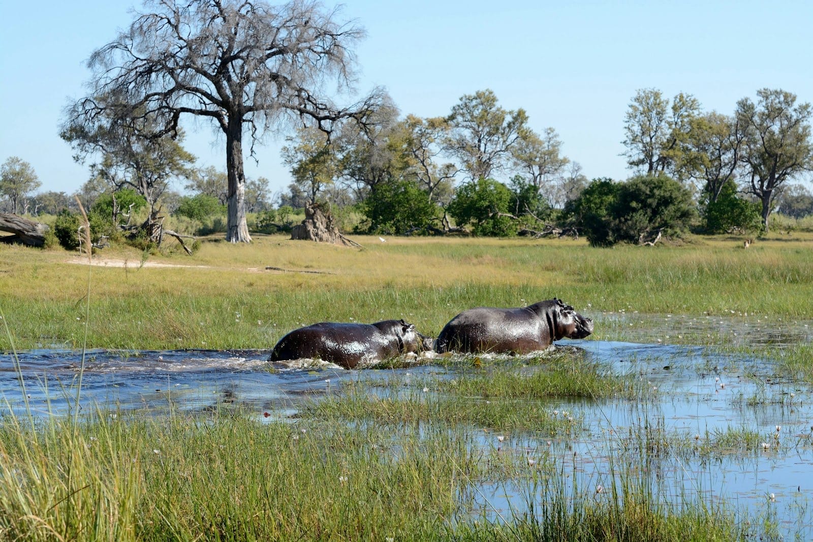 Botswana's Okavango Delta: The World's Most Exclusive Safari Destination