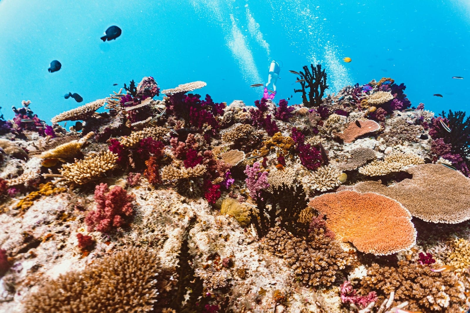 Luxury Diving and Snorkeling in Fiji: The Soft Coral Capital of the World