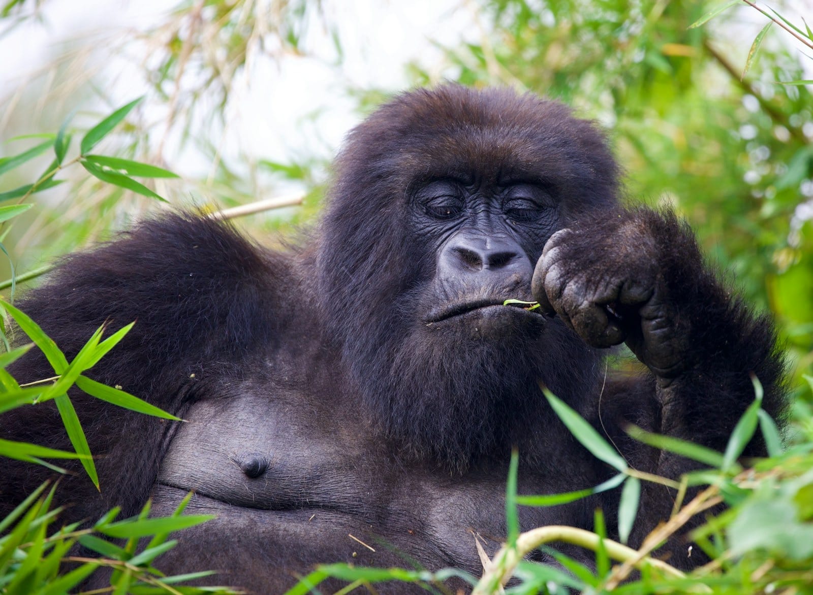 Gorilla Trekking Changed My Soul: The $1,500 Permit That's Worth Every Penny