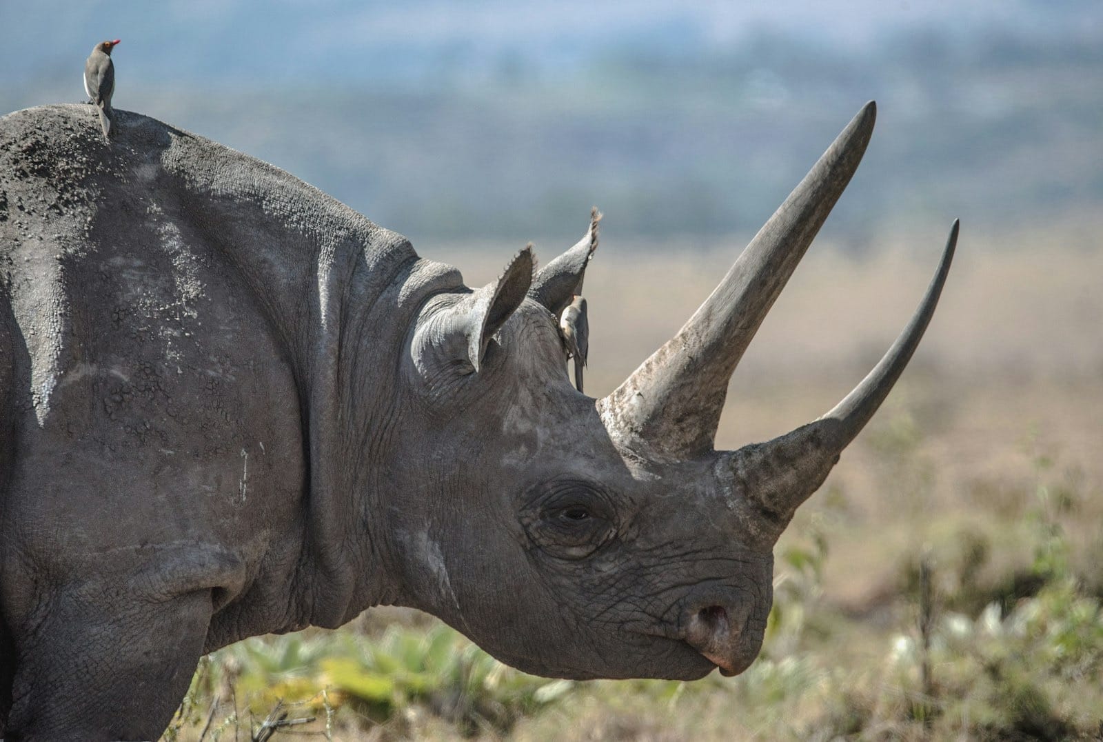 Laikipia: Kenya's Quiet Safari, With Rhino on Foot and Room to Breathe