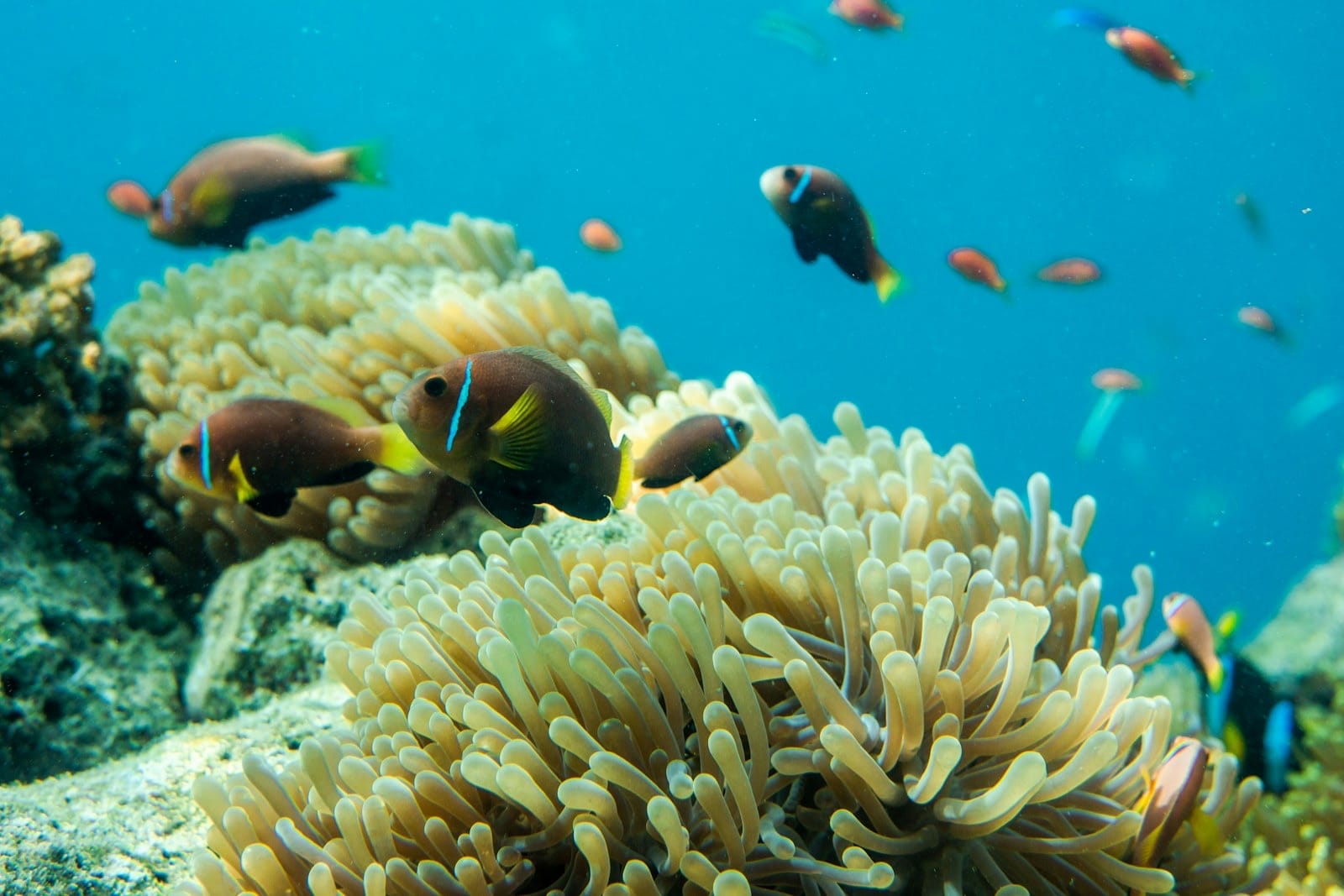 Dining Beneath the Waves: The Maldives' Underwater Restaurant Guide