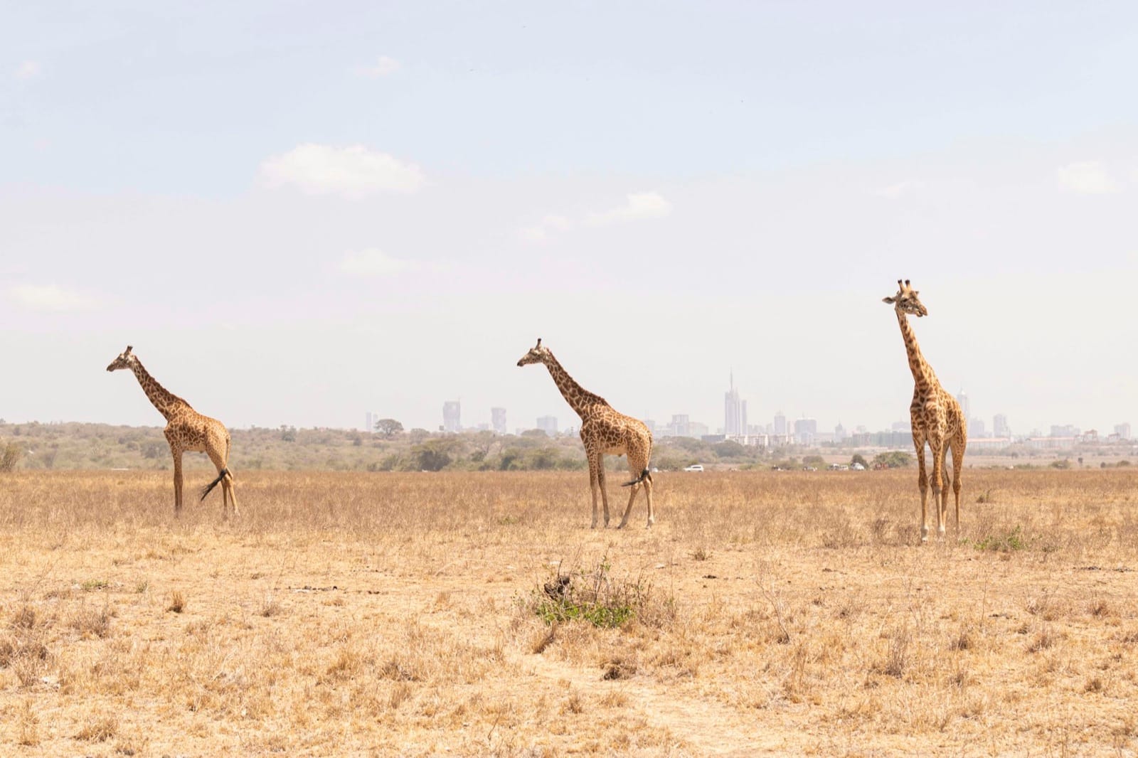 The 48-Hour Nairobi Stopover: Baby Elephants, Giraffes and Garden Dinners in Karen