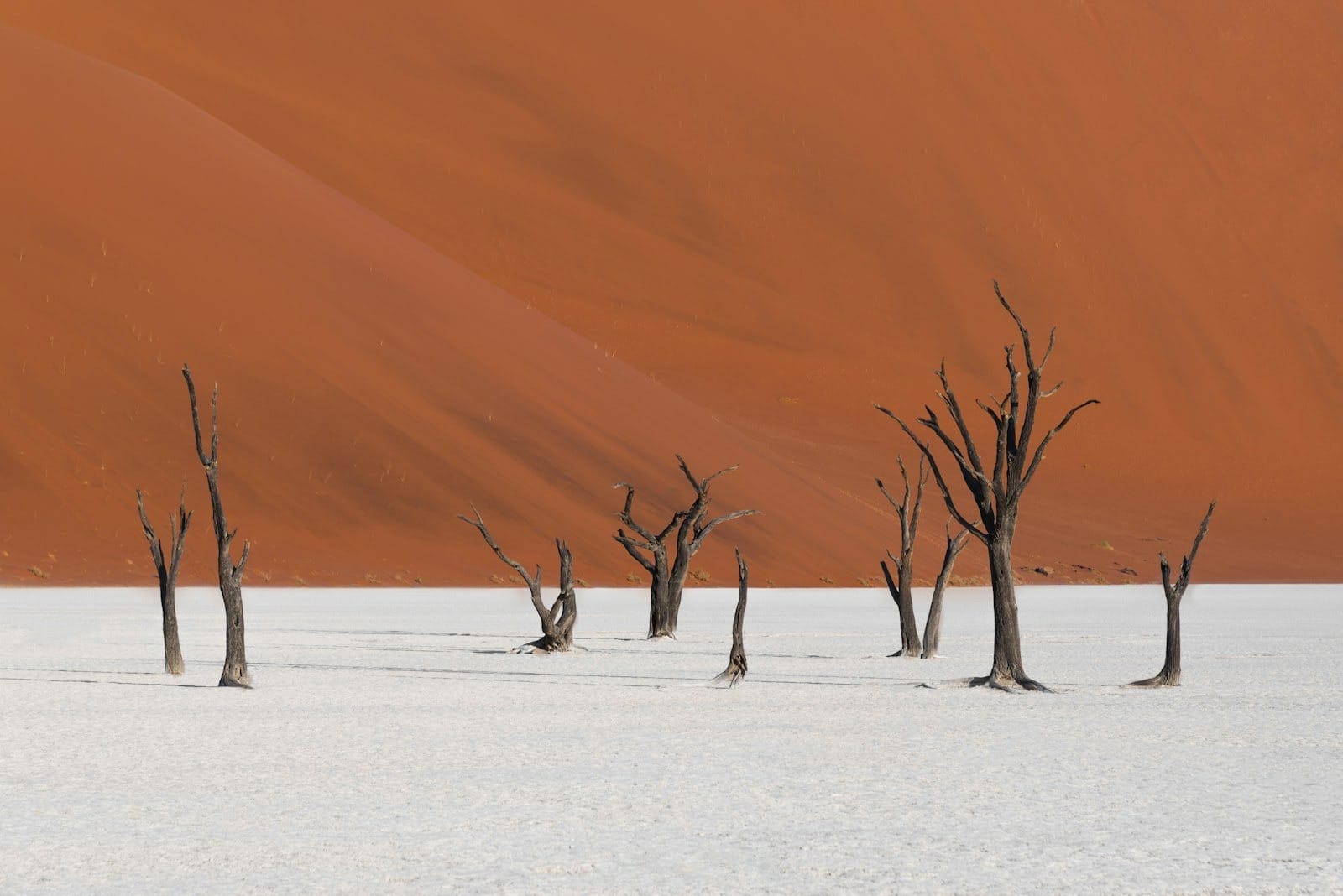 Namibia Luxury Safari Guide: Desert Elephants, Skeleton Coast, and Sossusvlei