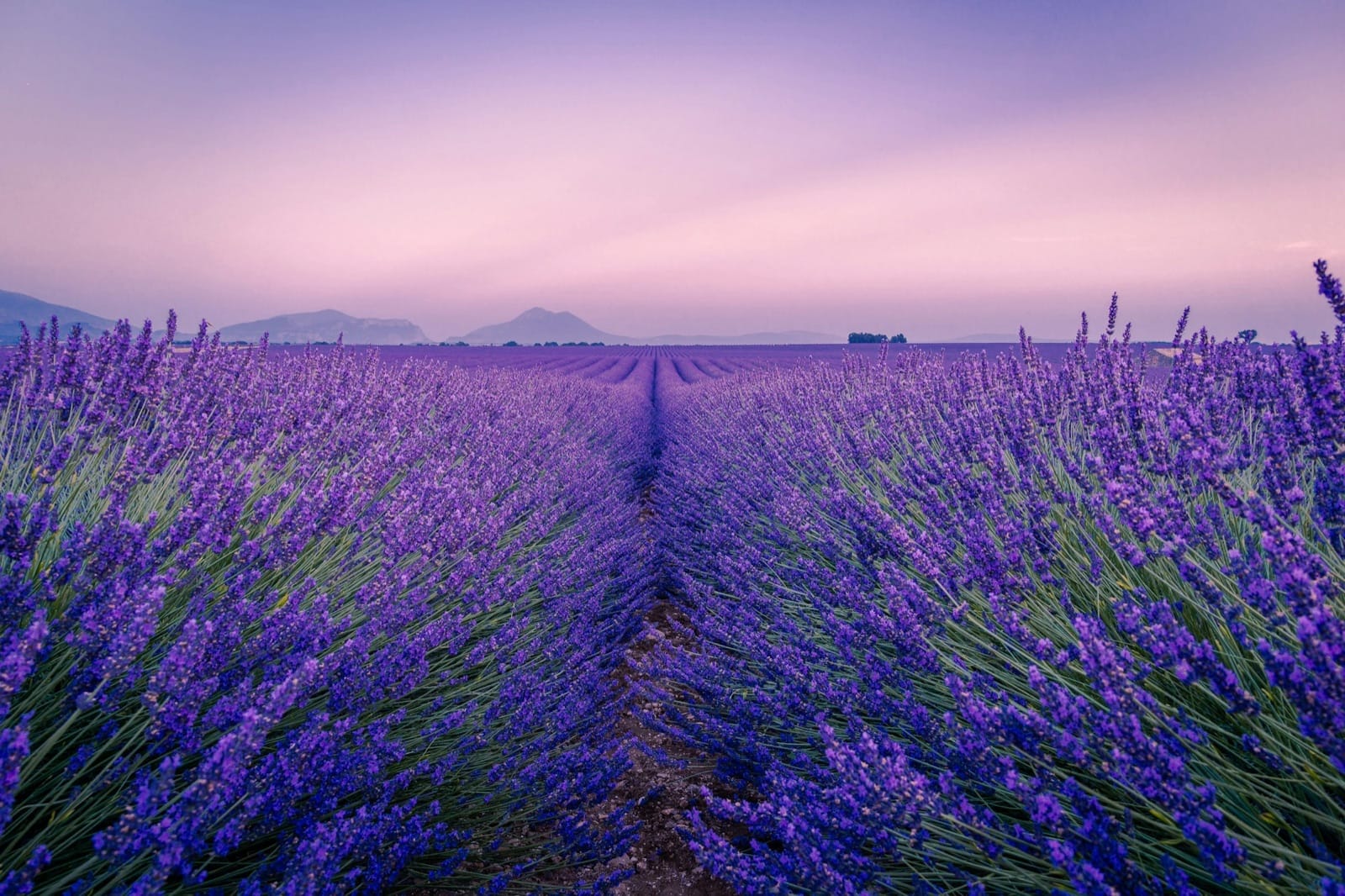 Provence in Bloom: A Luxury Guide to Lavender Season