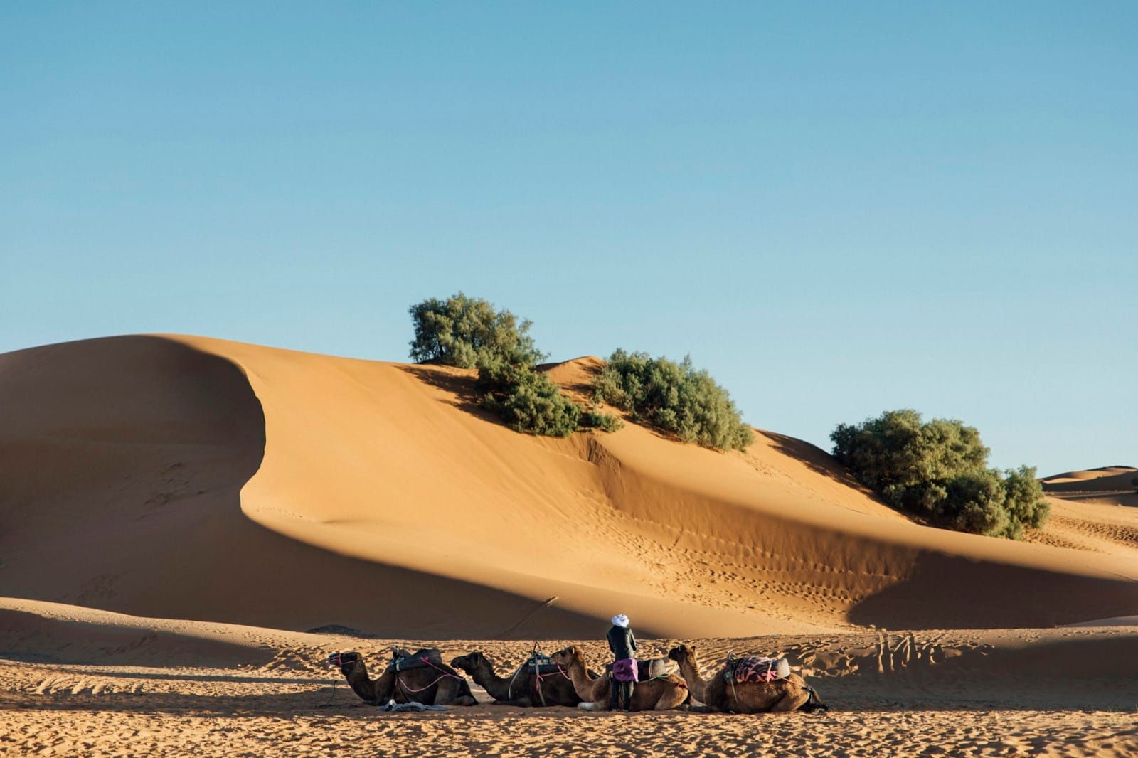 Sahara Desert Luxury Camping: Everything You Need to Know Before Booking