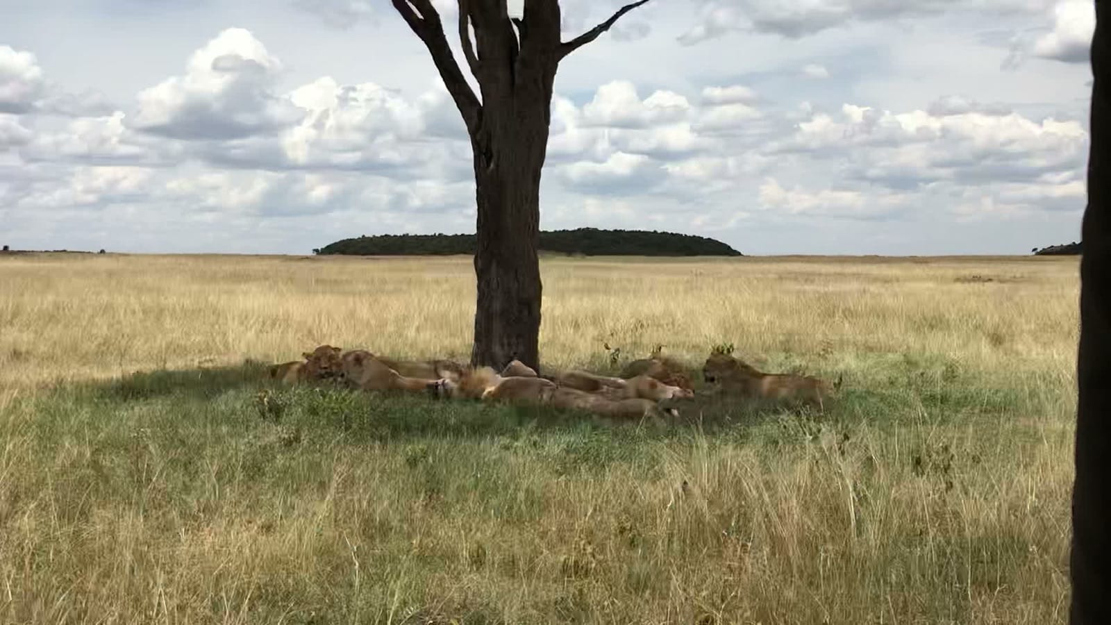 A lion pride resting under a lone acacia tree on the Masai Mara plains in Kenya