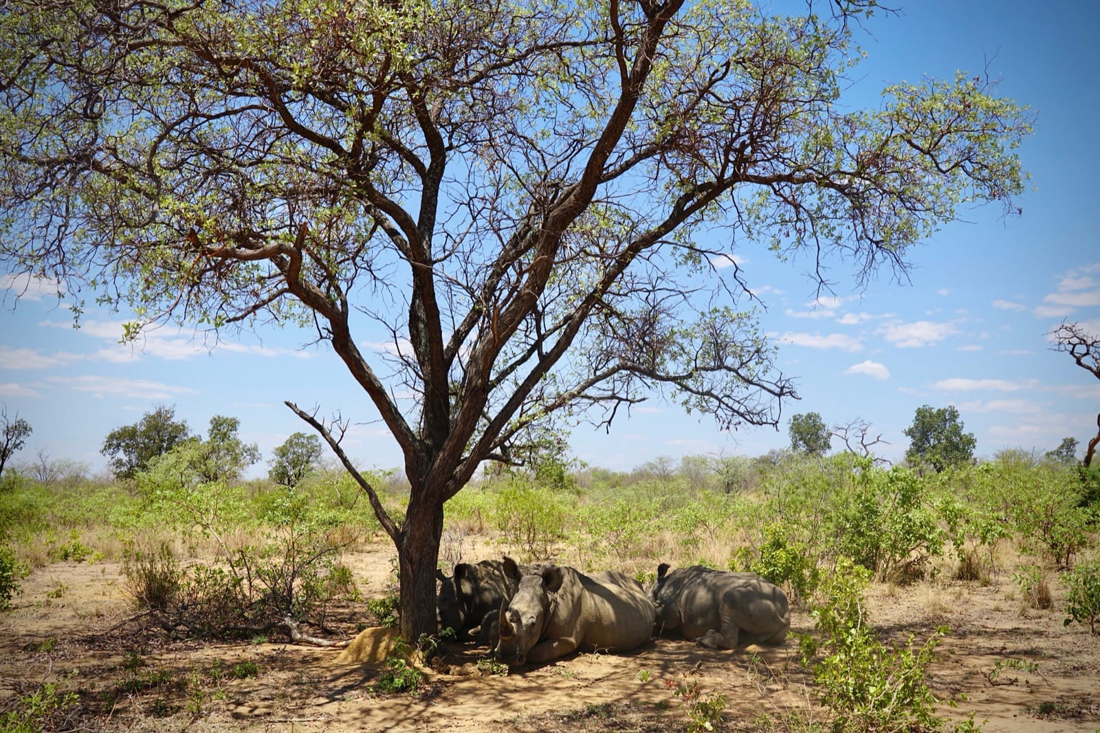 What Nobody Tells You About Safari in South Africa