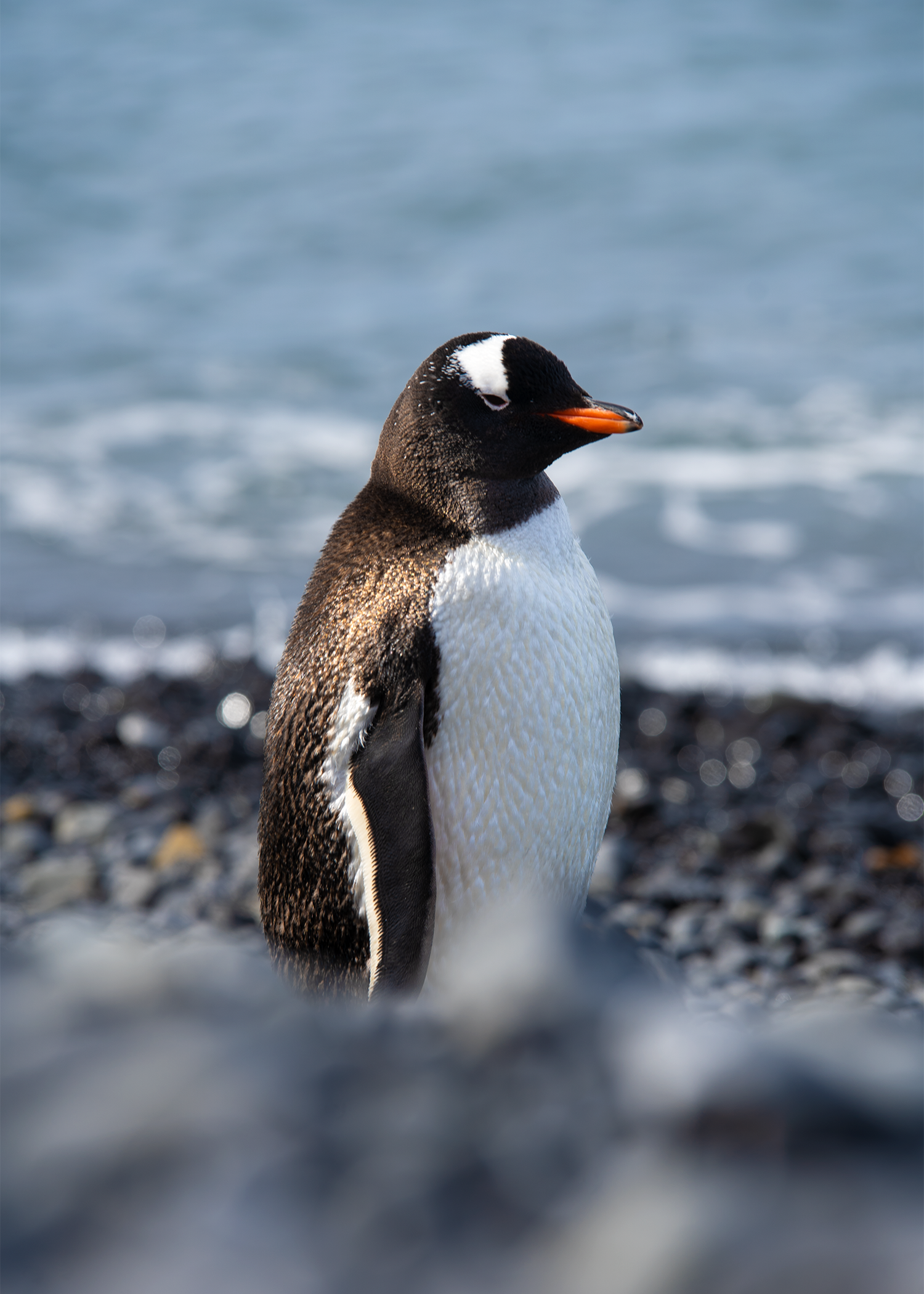 Antarctica - Where You'll Go