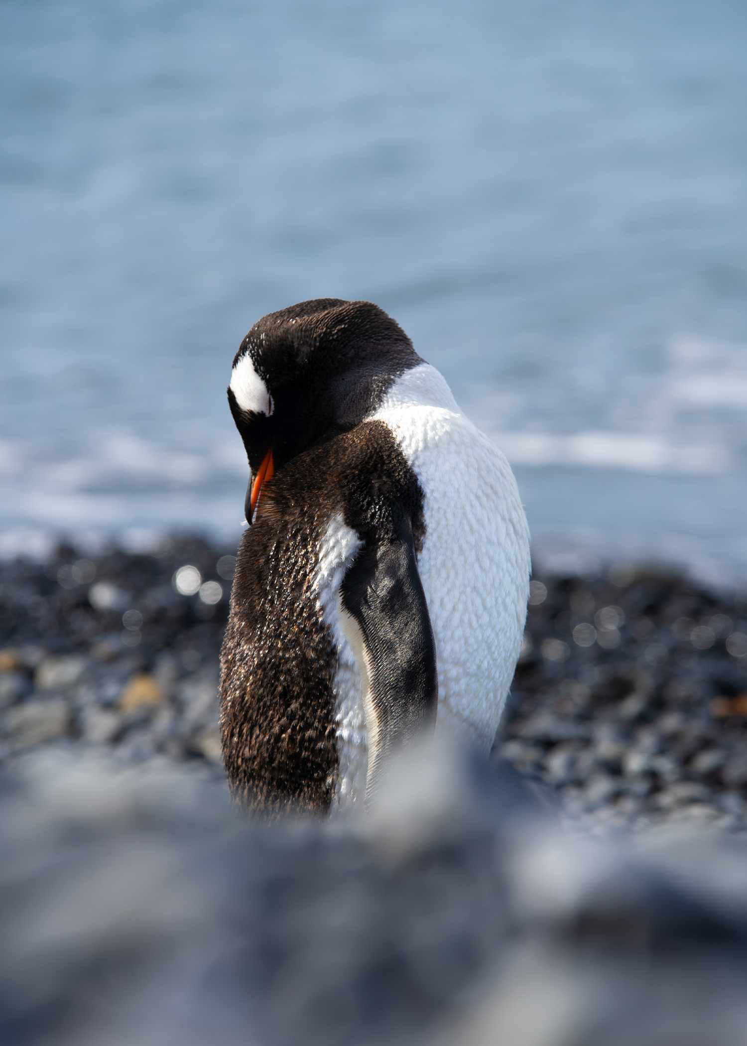 Antarctica - What You'll Do